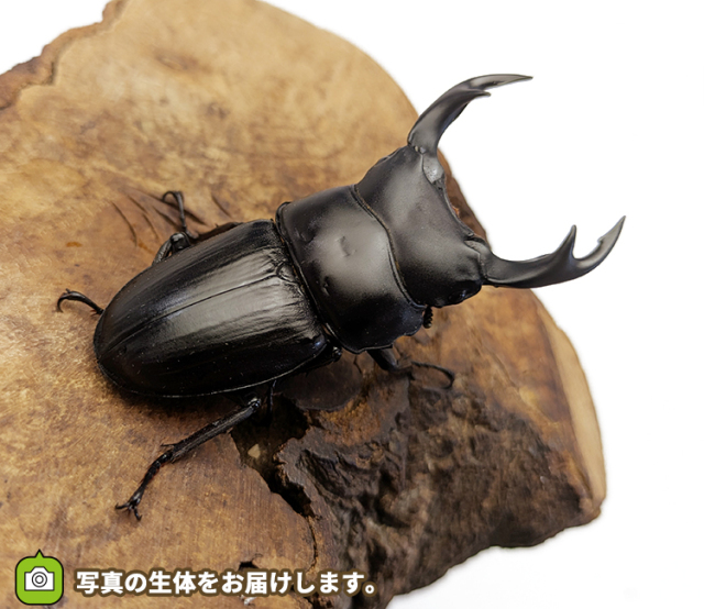 国産オオクワガタ　福島県伊南村産　販売　通販　専門店　購入