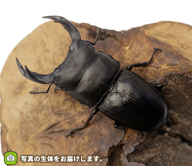 国産オオクワガタ　福島県伊南村産　販売　通販　専門店　購入