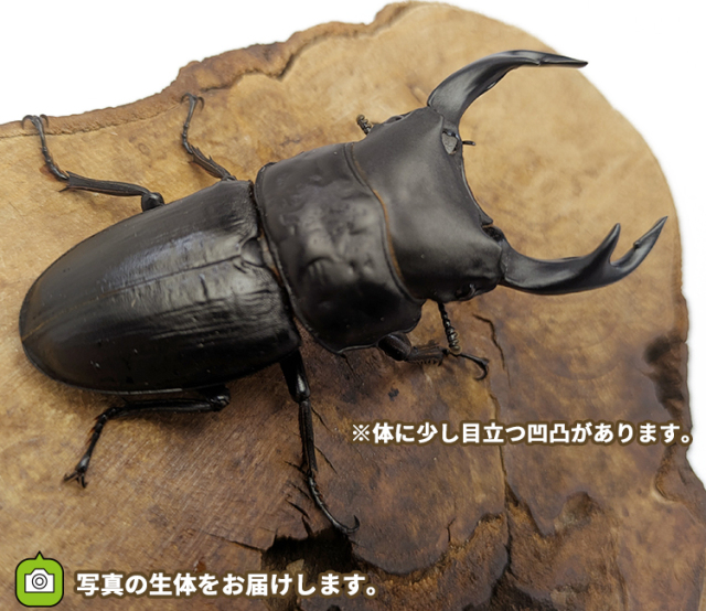 国産オオクワガタ 福島県伊南村産 販売 通販 専門店 購入