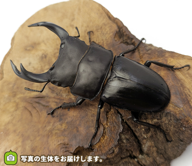 国産オオクワガタ 福島県伊南村産 販売 通販 専門店 購入