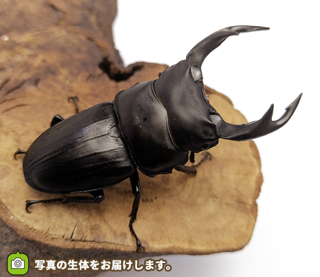 国産オオクワガタ 福島県伊南村産 販売 通販 専門店 購入
