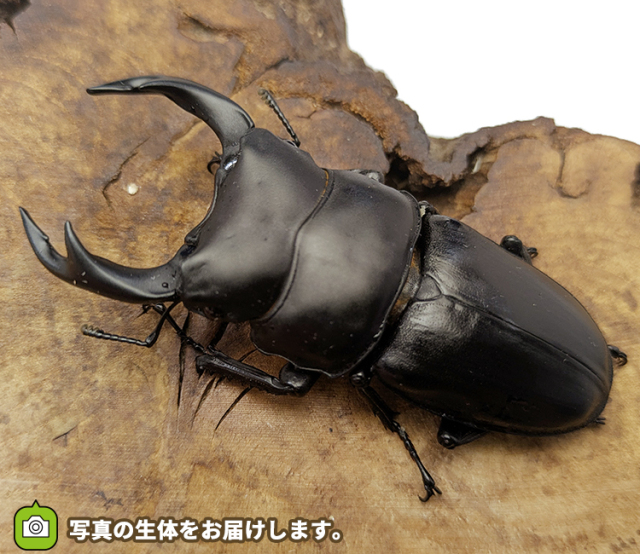 国産オオクワガタ 福島県伊南村産 販売 通販 専門店 購入