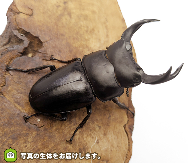 国産オオクワガタ　福島県伊南村産　販売　通販　専門店　購入