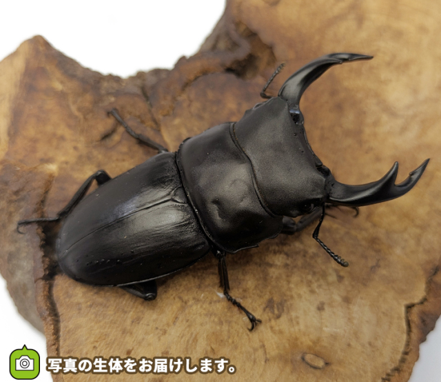 国産オオクワガタ 福島県伊南村産 販売 通販 専門店 購入