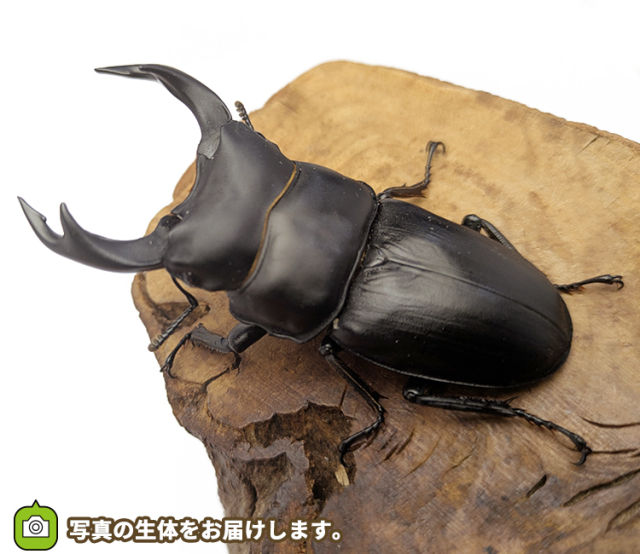 国産オオクワガタ 福島県伊南村産 販売 通販 専門店 購入