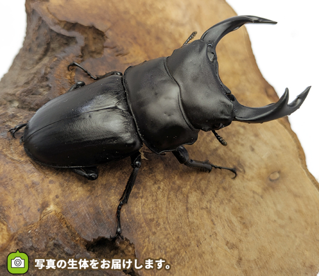 国産オオクワガタ 福島県伊南村産 販売 通販 専門店 購入