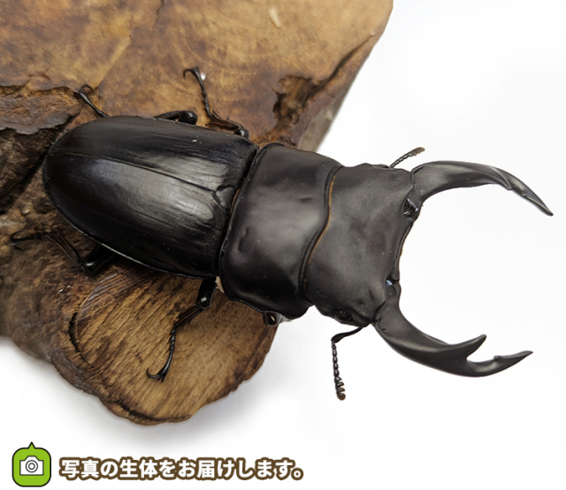 国産オオクワガタ 福島県伊南村産 販売 通販 専門店 購入