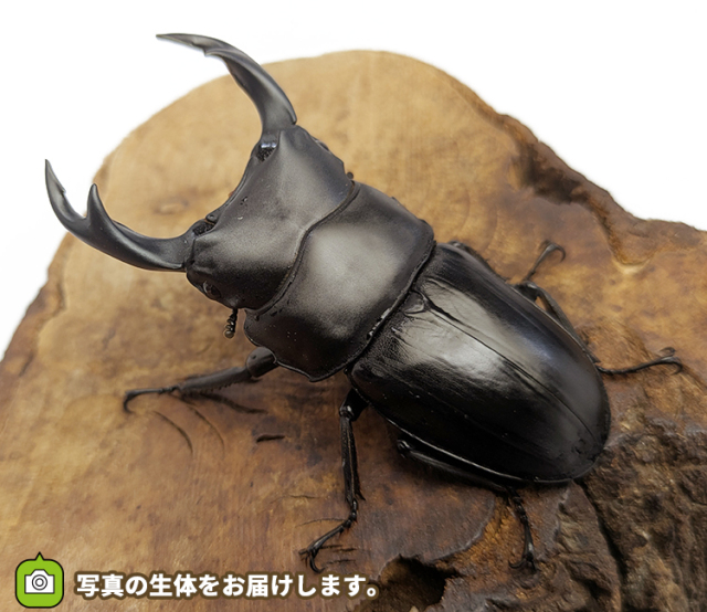 国産オオクワガタ 福島県伊南村産 販売 通販 専門店 購入