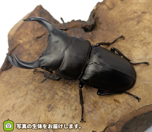 国産オオクワガタ　福島県伊南村産　販売　通販　専門店　購入