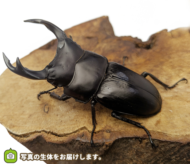 国産オオクワガタ　福島県伊南村産　販売　通販　専門店　購入