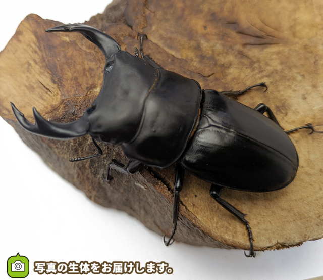 国産オオクワガタ 福島県伊南村産 販売 通販 専門店 購入