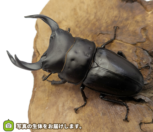 国産オオクワガタ 福島県伊南村産 販売 通販 専門店 購入