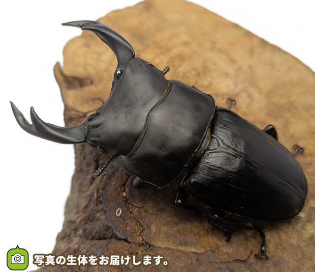 国産オオクワガタ 福島県伊南村産 販売 通販 専門店 購入