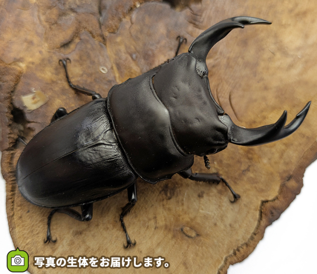 国産オオクワガタ 福島県伊南村産 販売 通販 専門店 購入