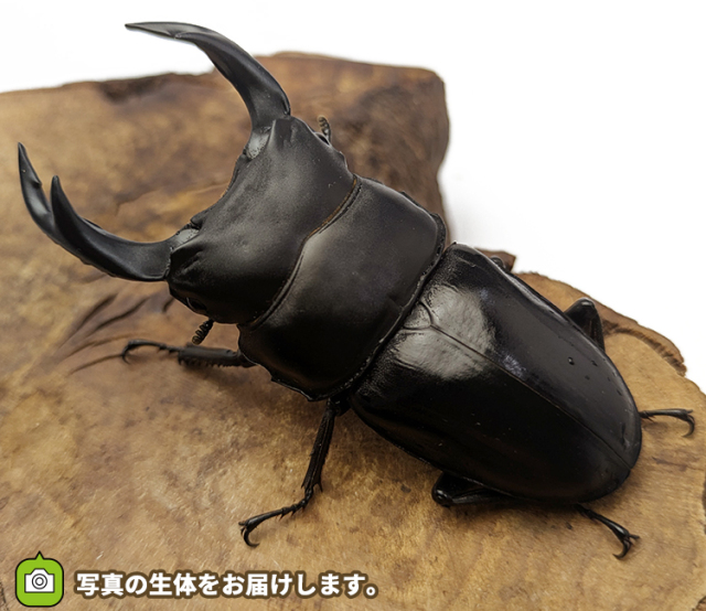 国産オオクワガタ　福島県伊南村産　販売　通販　専門店　購入