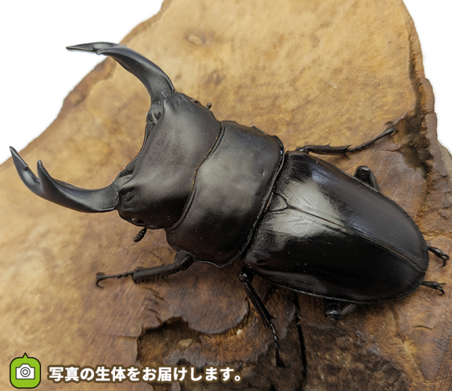 国産オオクワガタ　福島県伊南村産　販売　通販　専門店　購入