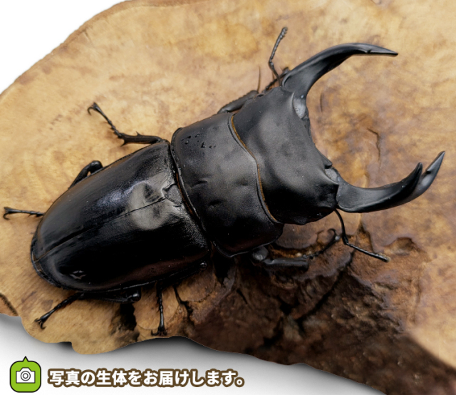 国産オオクワガタ 販売 通販 専門店 購入