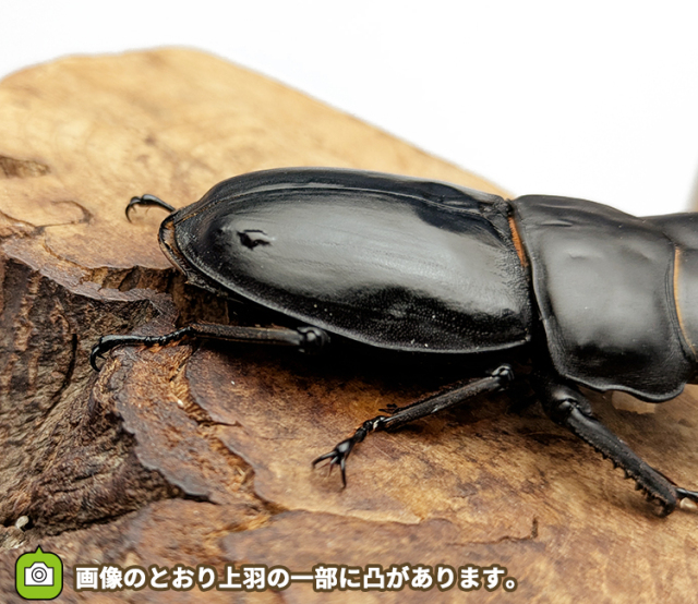 国産オオクワガタ　販売　通販　専門店　購入