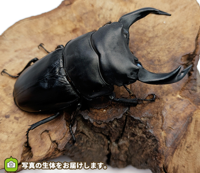 国産オオクワガタ　販売　通販　専門店　購入