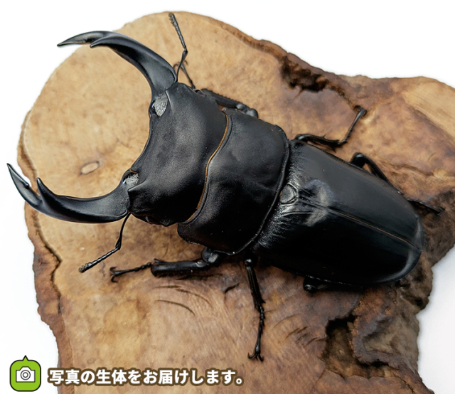 国産オオクワガタ 販売 通販 専門店 購入