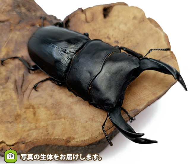 国産オオクワガタ　販売　通販　専門店　購入