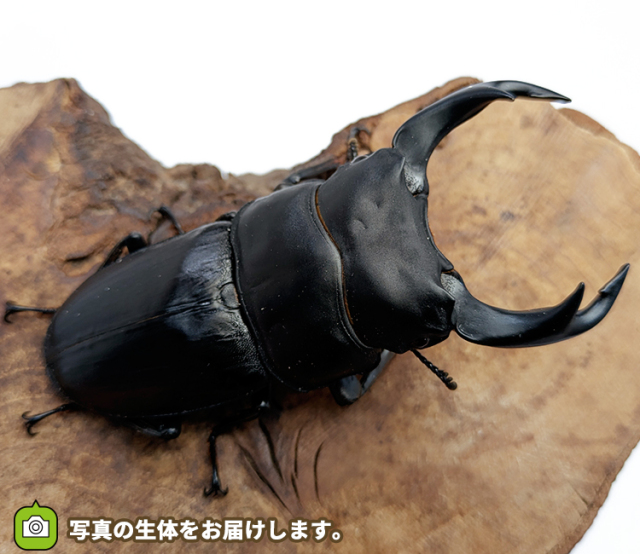 国産オオクワガタ　販売　通販　専門店　購入