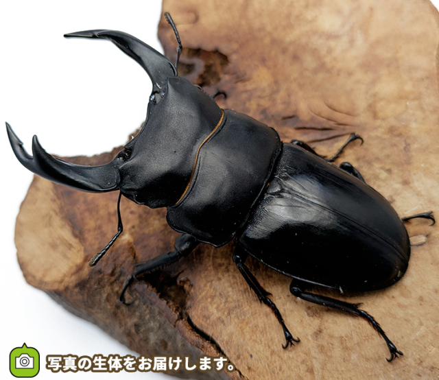 国産オオクワガタ　販売　通販　専門店　購入