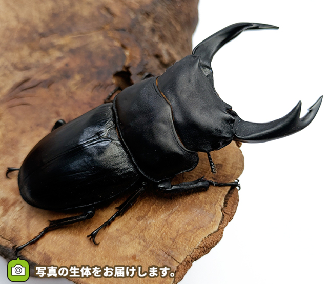 国産オオクワガタ 販売 通販 専門店 購入