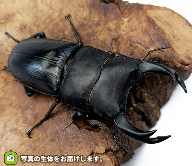 国産オオクワガタ　販売　通販　専門店　購入