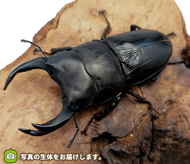 国産オオクワガタ 販売 通販 専門店 購入