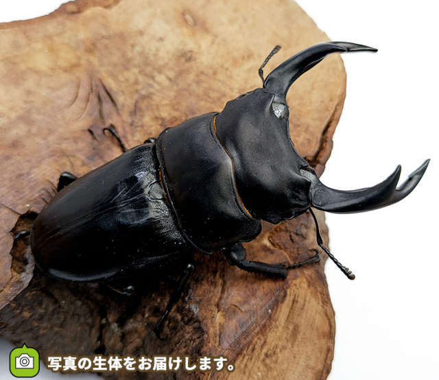 国産オオクワガタ　販売　通販　専門店　購入