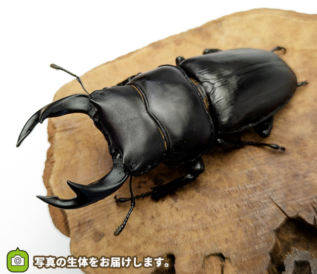 国産オオクワガタ 青森県十和田市産 販売 通販 専門店 購入 ビートルファーム