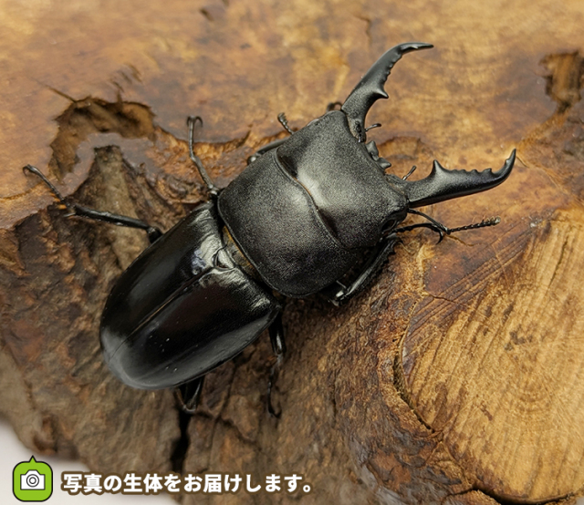 本土ヒラタクワガタ　埼玉県さいたま市産　販売　通販　専門店　購入　