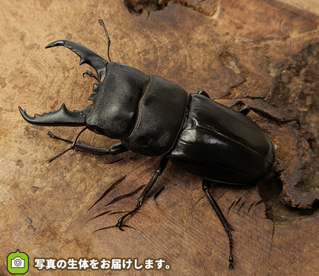 本土ヒラタクワガタ　埼玉県さいたま市産　販売　通販　専門店　購入
