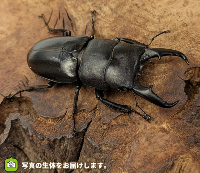本土ヒラタクワガタ　埼玉県さいたま市産　販売　通販　専門店　購入