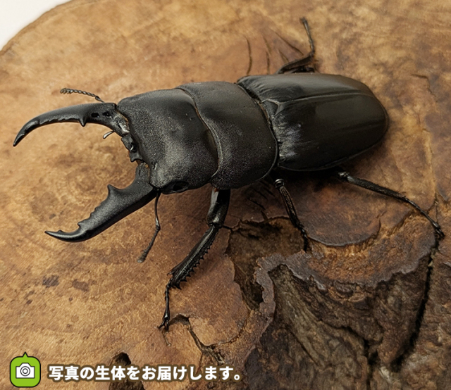 本土ヒラタクワガタ　埼玉県さいたま市産　販売　通販　専門店　購入