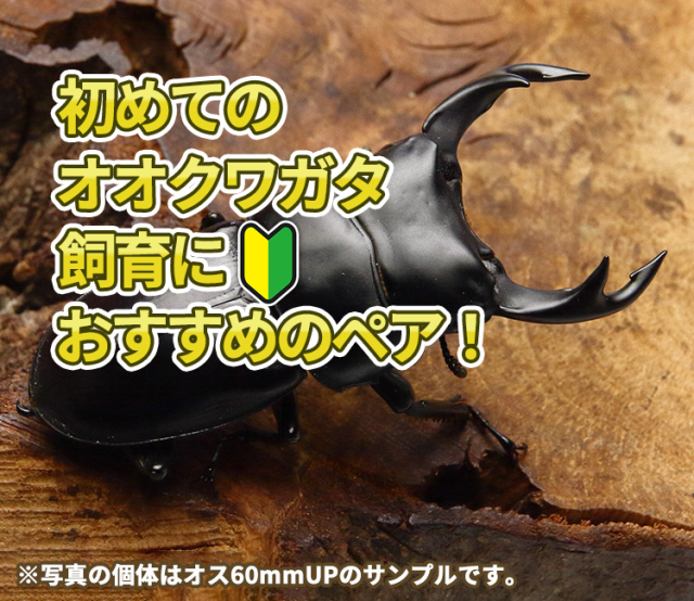 国産オオクワガタ　飼育　産卵　販売　通販　ビートルファーム