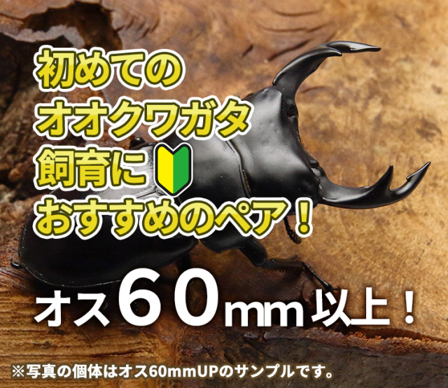 国産オオクワガタ　飼育　産卵　販売　通販　ビートルファーム