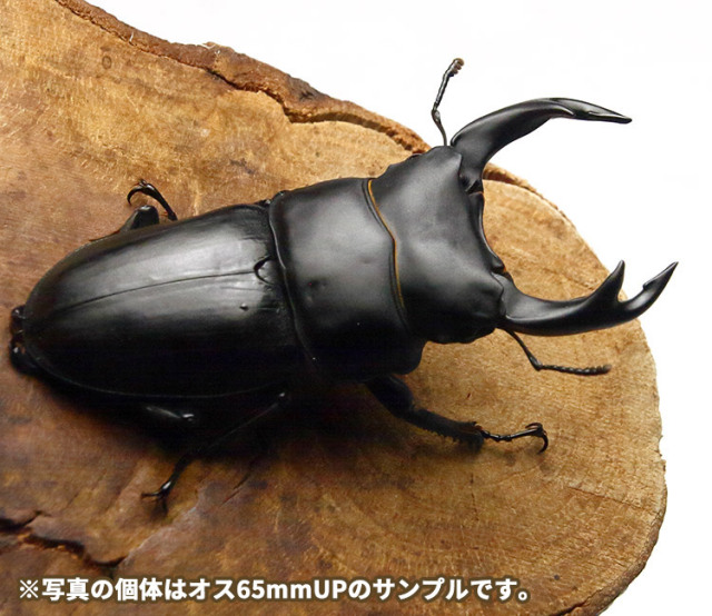 初めてのオオクワ飼育🔰におすすめ！］国産オオクワガタペア