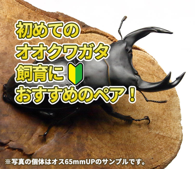 初めてのオオクワ飼育🔰におすすめ！］国産オオクワガタペア
