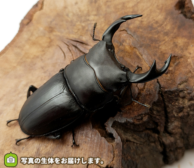 国産オオクワガタ　山形県産　販売　通販　専門店　購入