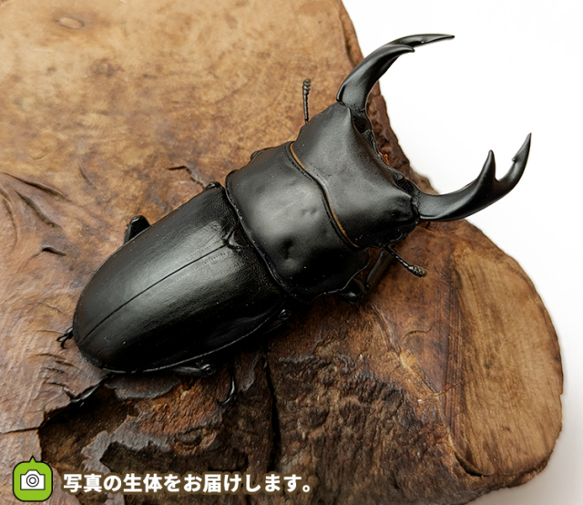 国産オオクワガタ　山形県産　販売　通販　専門店　購入