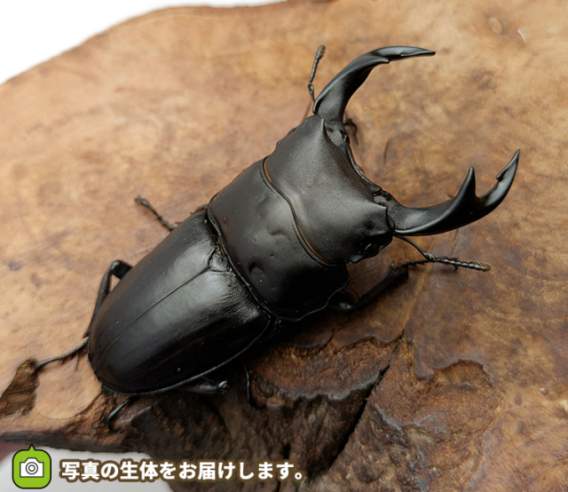 国産オオクワガタ　山形県産　販売　通販　専門店　購入