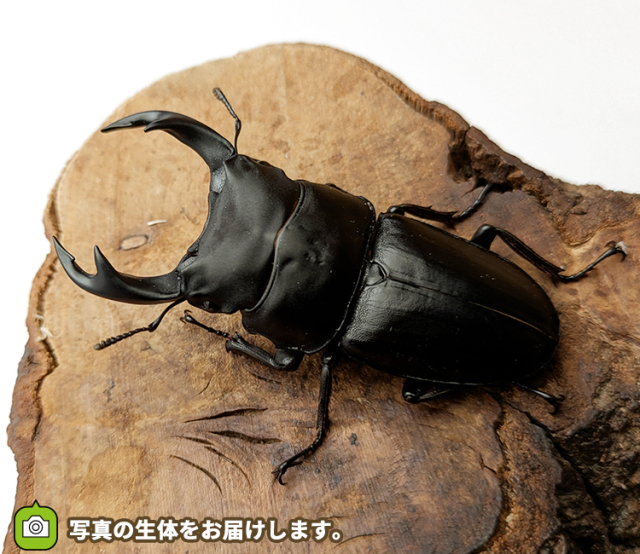 国産オオクワガタ　山形県産　販売　通販　専門店　購入
