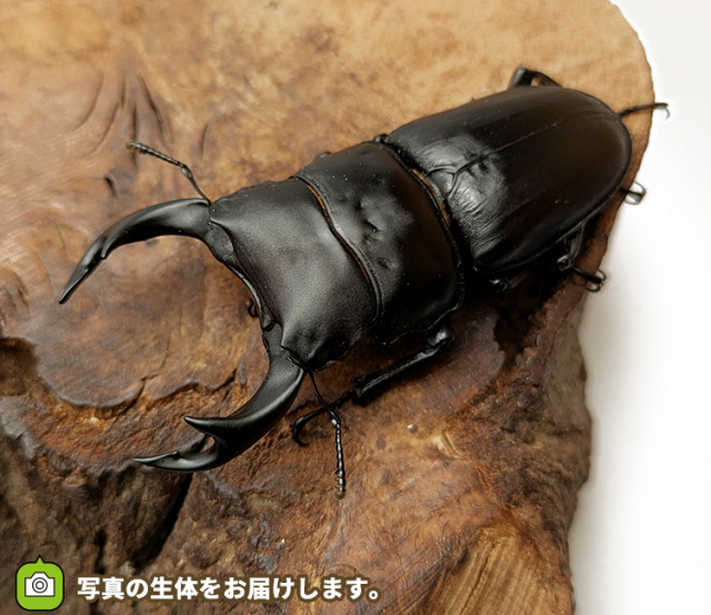 国産オオクワガタ　山形県産　販売　通販　専門店　購入