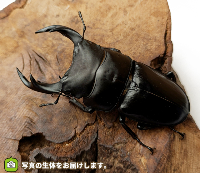 国産オオクワガタ　山形県産　販売　通販　専門店　購入