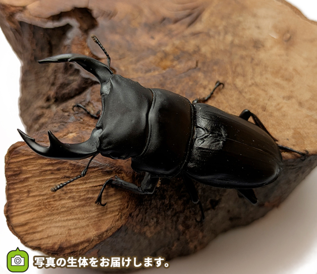 国産オオクワガタ　山形県産　販売　通販　専門店　購入