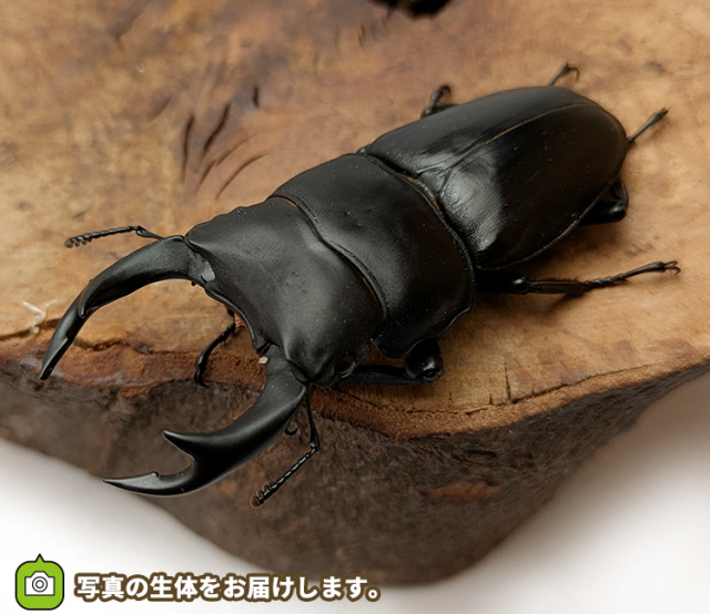 国産オオクワガタ　山形県産　販売　通販　専門店　購入