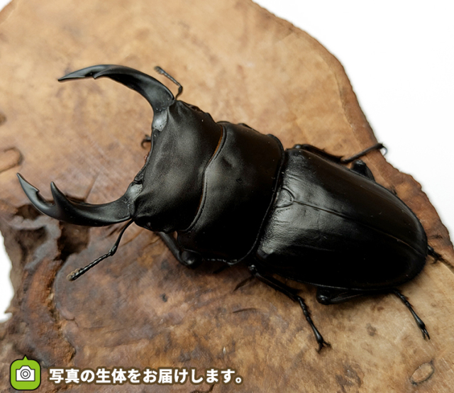 国産オオクワガタ　山形県産　販売　通販　専門店　購入
