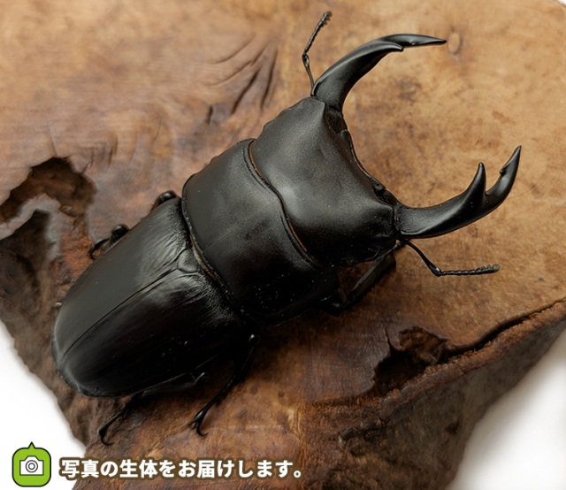 国産オオクワガタ　山形県産　販売　通販　専門店　購入